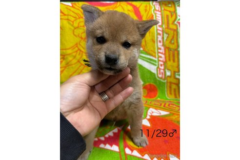成約済の愛知県の柴犬-348629の7枚目