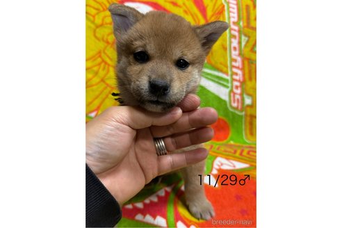 成約済の愛知県の柴犬-348629の8枚目