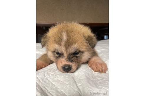 販売中の岩手県の秋田犬-354746