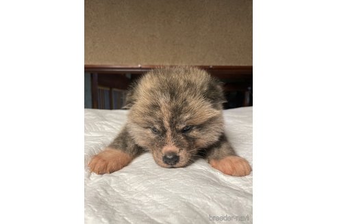 販売中の岩手県の秋田犬-354747