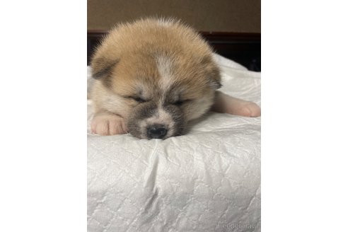 販売中の岩手県の秋田犬-354760の3枚目
