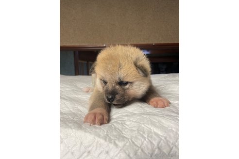 販売中の岩手県の秋田犬-354767の2枚目