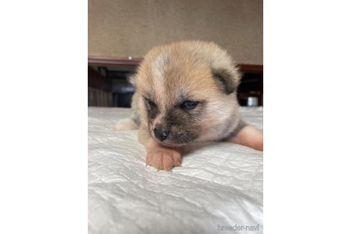 販売中の岩手県の秋田犬-354772
