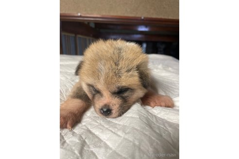 成約済の岩手県の秋田犬-354775の1枚目