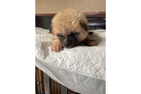 販売中の岩手県の秋田犬-354777の2枚目