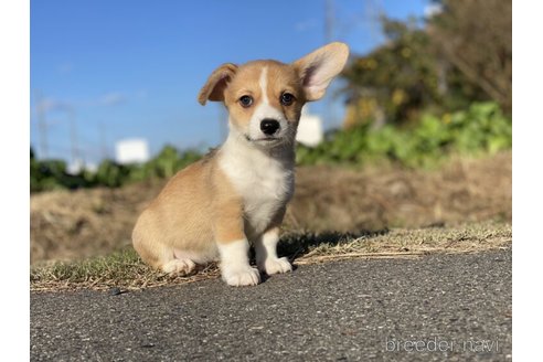 成約済の長野県のウェルシュコーギーペンブローク-354790の1枚目