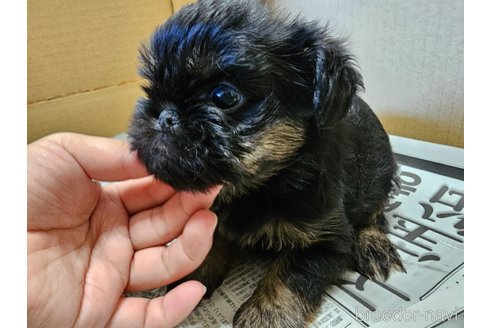 成約済の愛知県のベルジアングリフォン-350700の8枚目