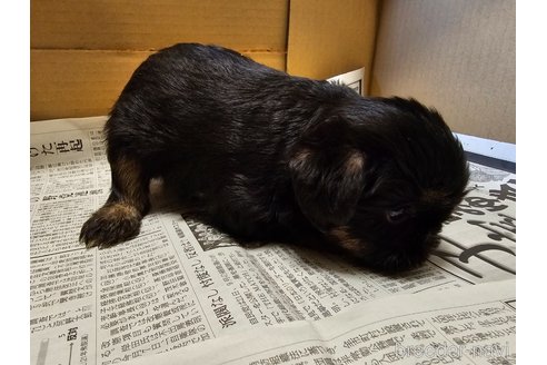 成約済の愛知県のベルジアングリフォン-350700の7枚目