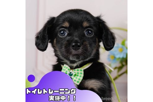 成約済の静岡県のチワックス:チワワ×ミニチュアダックスフンド-354797の1枚目