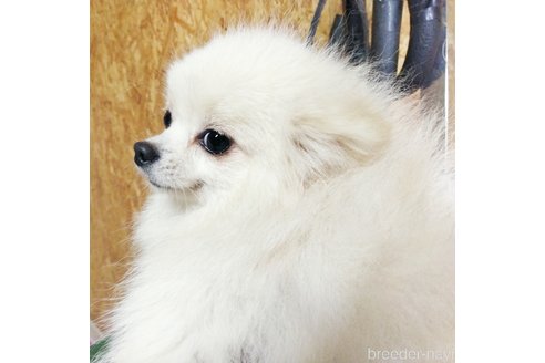 ののポメラニアン-