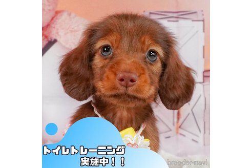 成約済の静岡県のミニチュアダックスフンド(ロングヘアード)-354801の1枚目