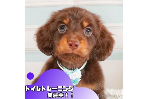 成約済の静岡県のミニチュアダックスフンド(ロングヘアード)-354802の1枚目