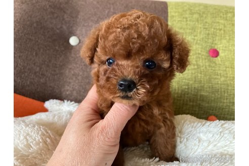 成約済の福岡県のティーカッププードル-354808の1枚目