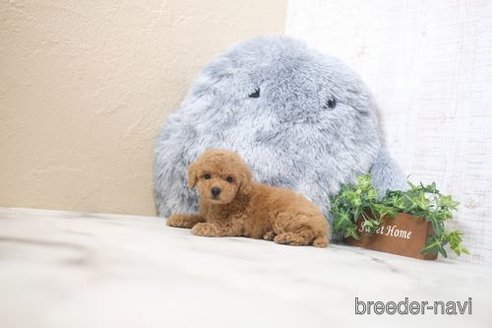 成約済の滋賀県のトイプードル-354820の2枚目