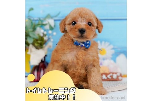 成約済の静岡県のトイプードル-354821の1枚目