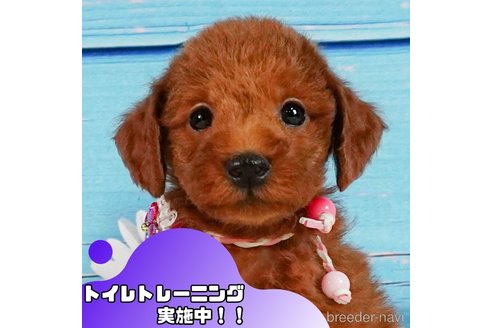 成約済の静岡県のトイプードル-354823の1枚目