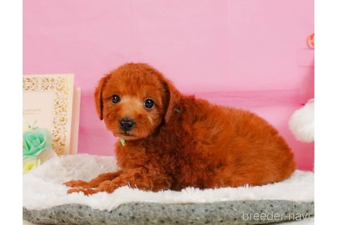 成約済の静岡県のトイプードル-354829の9枚目