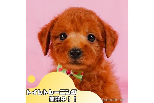 成約済の静岡県のトイプードル-354829の1枚目