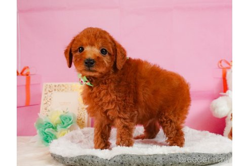 成約済の静岡県のトイプードル-354829の10枚目