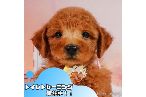 成約済の静岡県のトイプードル-354833の1枚目
