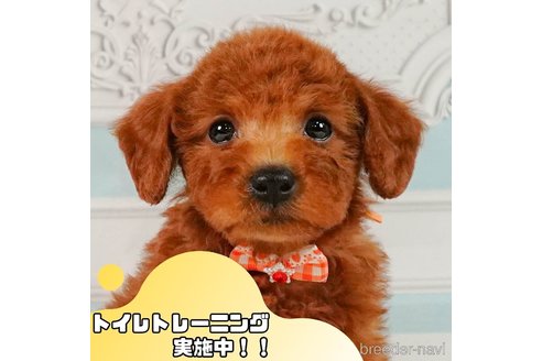成約済の静岡県のトイプードル-354835の1枚目