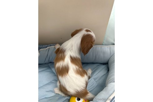 成約済の栃木県のキャバリアキングチャールズスパニエル-354836の2枚目