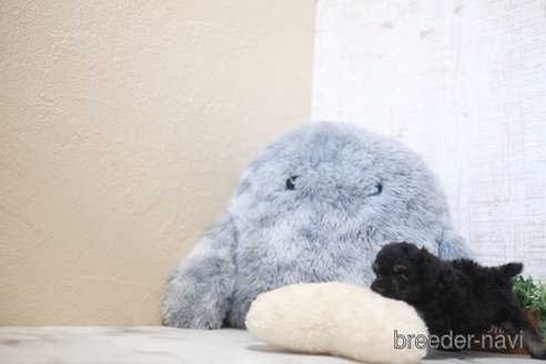 成約済の滋賀県のトイプードル-354841の5枚目