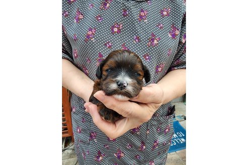 商談中の岡山県のミックス犬-354840の7枚目