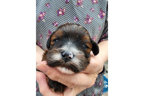 商談中の岡山県のミックス犬-354840の8枚目