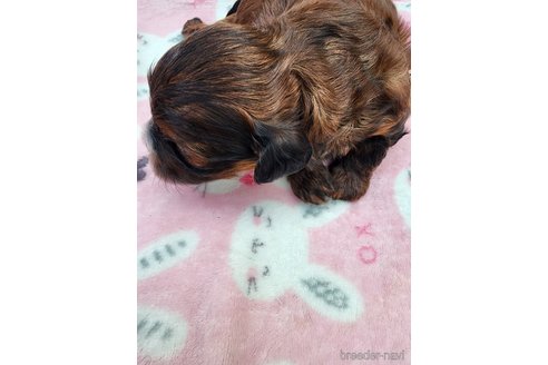 商談中の岡山県のミックス犬-354840の9枚目