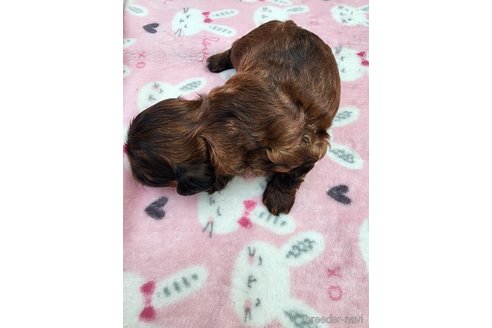 商談中の岡山県のミックス犬-354840の10枚目