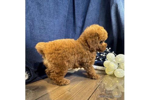成約済の茨城県のトイプードル-354842の2枚目