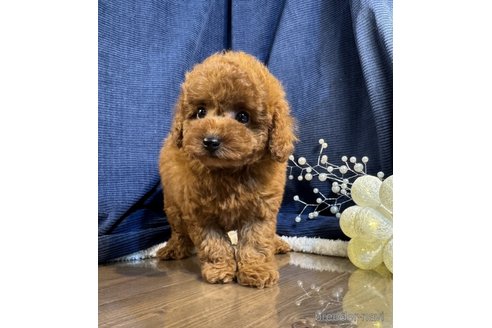 成約済の茨城県のトイプードル-354844の6枚目