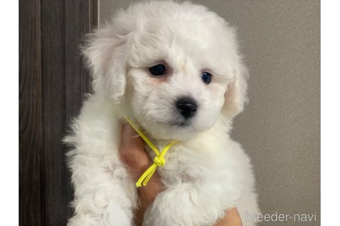 成約済の滋賀県のビションフリーゼ-354875の3枚目