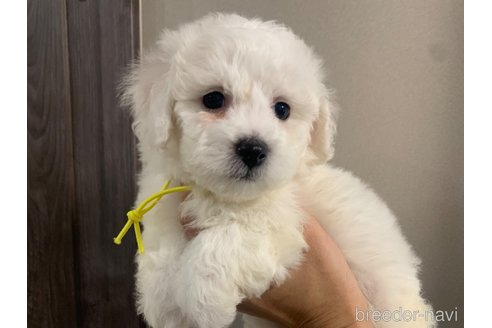 成約済の滋賀県のビションフリーゼ-354875の5枚目