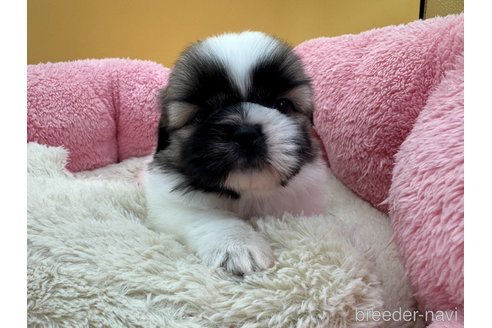 成約済の東京都のシーズー-354888の4枚目