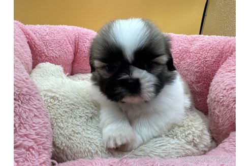 成約済の東京都のシーズー-354888の5枚目