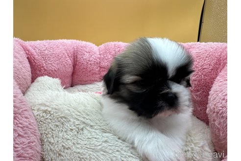 成約済の東京都のシーズー-354888の3枚目