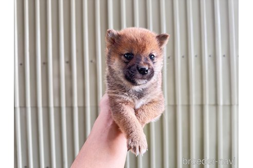 成約済の岡山県の豆柴-351805の8枚目