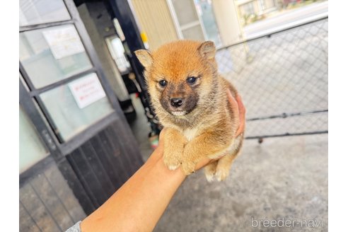 成約済の岡山県の豆柴-351805の9枚目