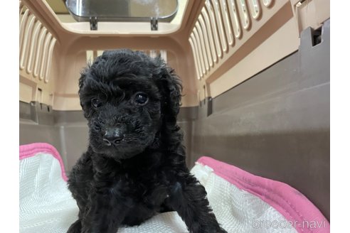 成約済の愛媛県のタイニープードル-354928の3枚目