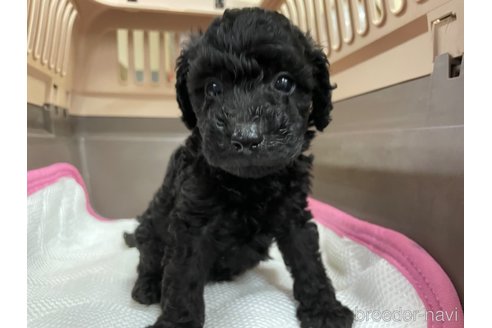 成約済の愛媛県のタイニープードル-354928の4枚目