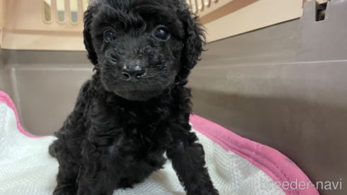 成約済の愛媛県のタイニープードル-354928の2枚目