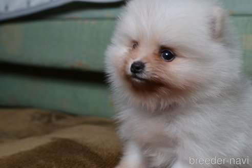 成約済の愛知県のポメラニアン-354931の9枚目