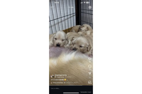 成約済の佐賀県のゴールデンレトリーバー-353667の9枚目