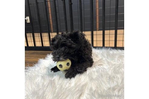 成約済の栃木県のマルプー:マルチーズ×トイプードル-352821の10枚目