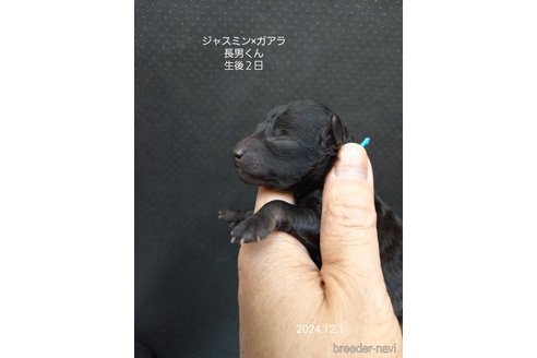 成約済の大阪府のタイニープードル-354558の9枚目