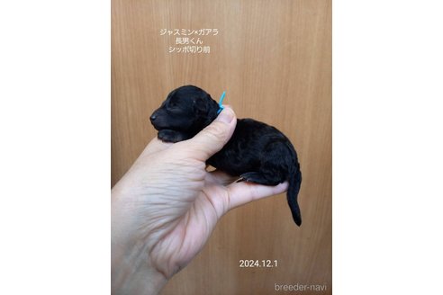 成約済の大阪府のタイニープードル-354558の10枚目