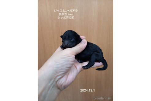 成約済の大阪府のタイニープードル-354559の7枚目