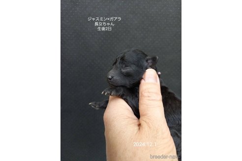 成約済の大阪府のタイニープードル-354559の8枚目